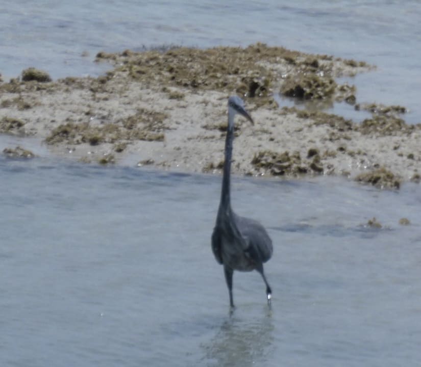 Strand Makadi Spa - Adults only