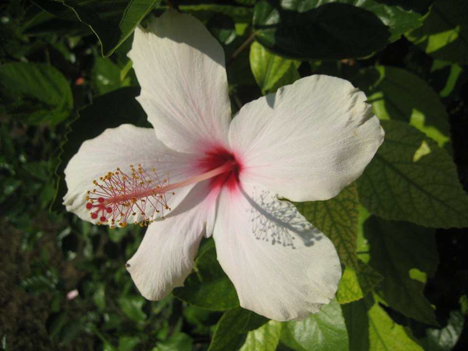 Blume Club Turtas Beach Hotel