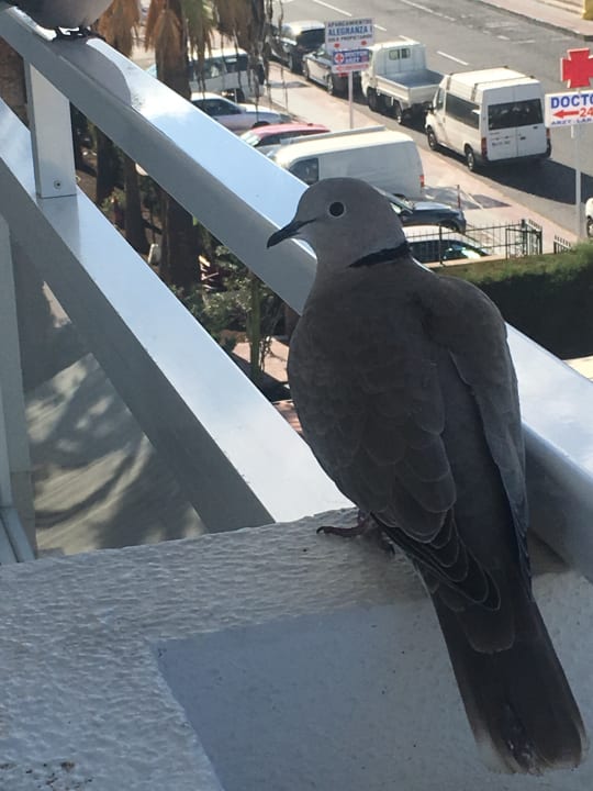 Zimmer LABRANDA Marieta - Adults only