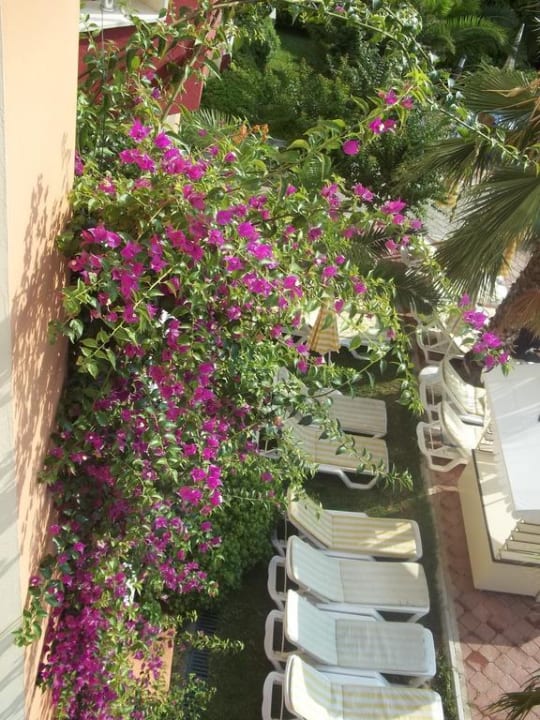 Schöne Pflanzen auf der ganzen Anlage Hotel Orfeus Park