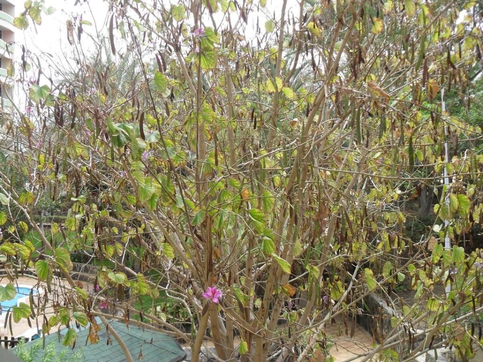 Ausblick Zimmer 295 Abora Buenaventura by Lopesan Hotels