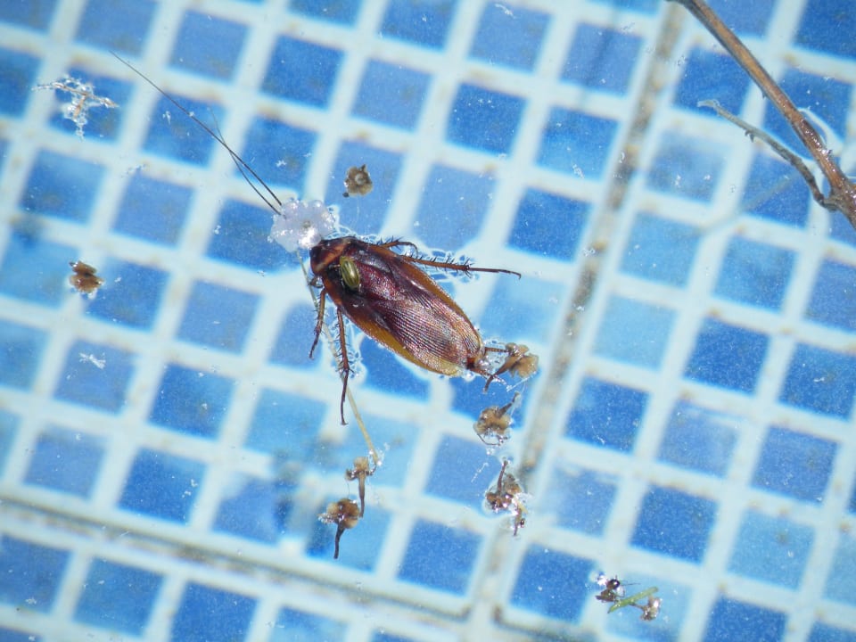 "Kakerlake im Pool" Hotel Costa Lindia Beach (Lardos) • HolidayCheck