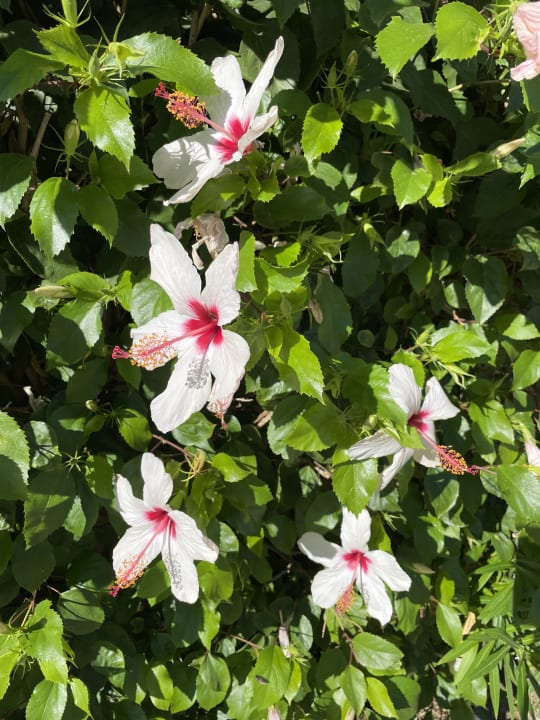 Gartenanlage TUI BLUE Palazzo del Mare