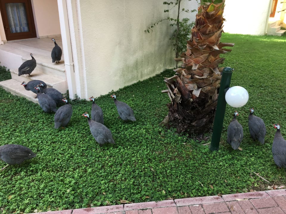 Liefen jeden Tag in der Anlage spszieren VONRESORT Golden Beach