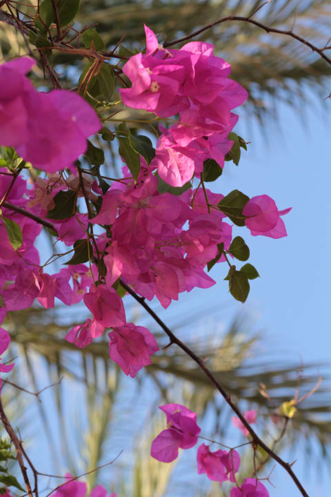 Gartenanlage Steigenberger Coraya Beach - Adults only