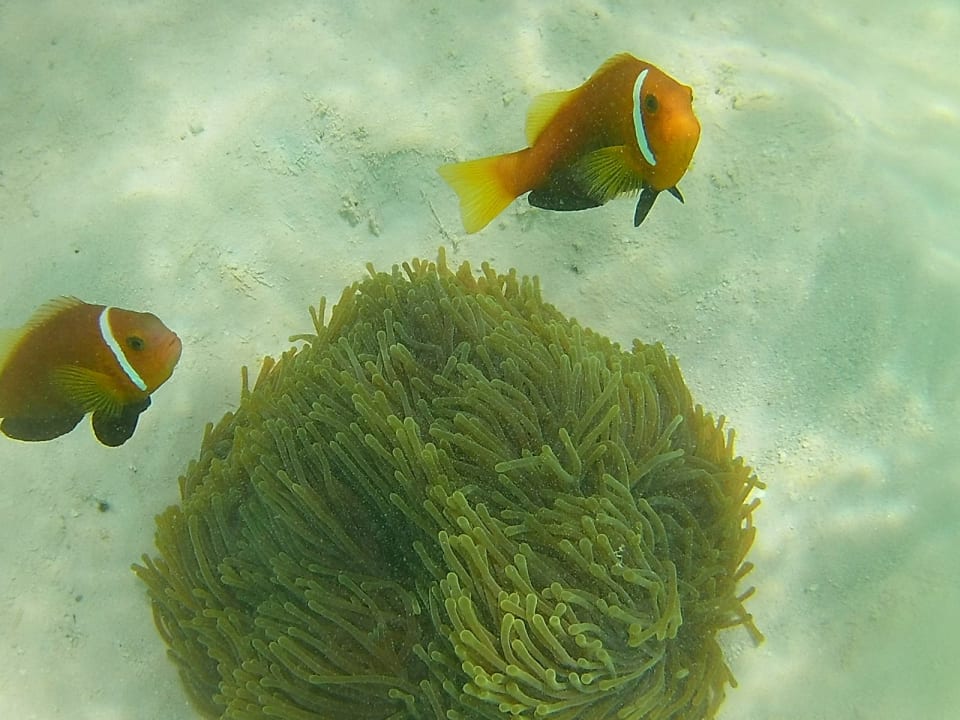 Sport & Freizeit Summer Island Maldives