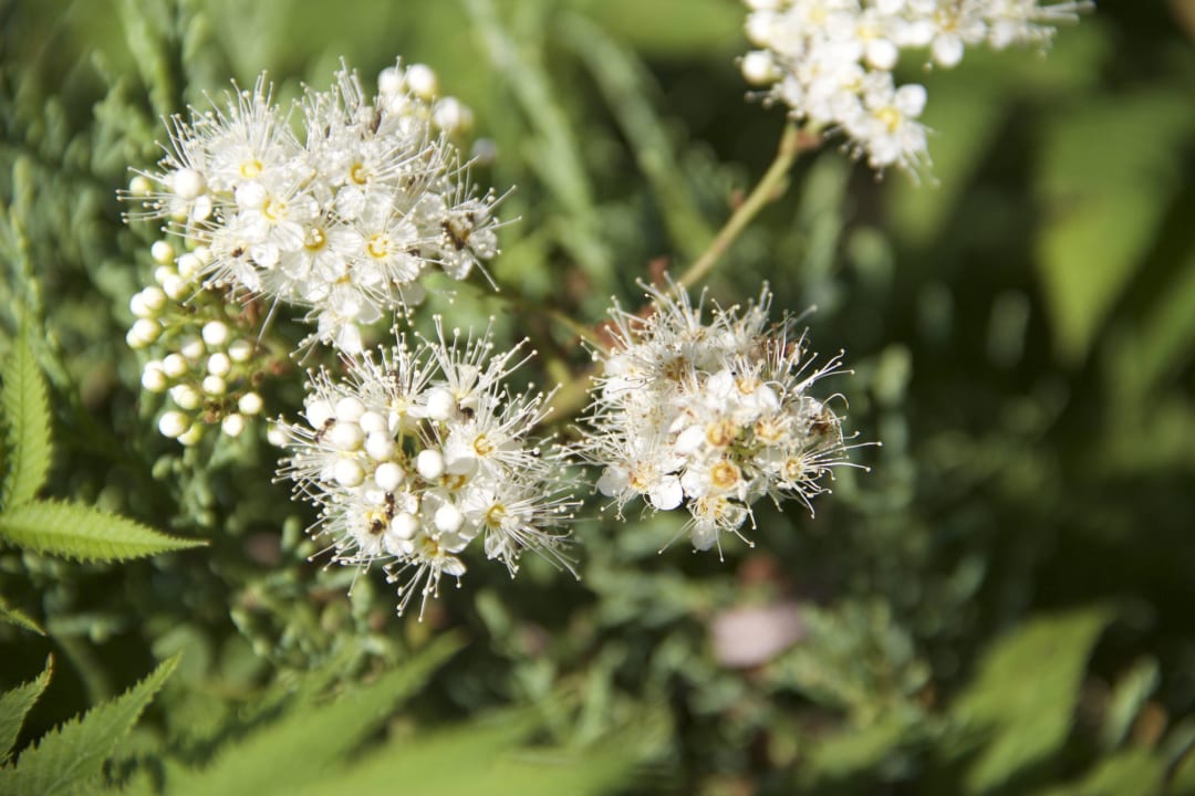 Blüte Hotel Sonnenhof