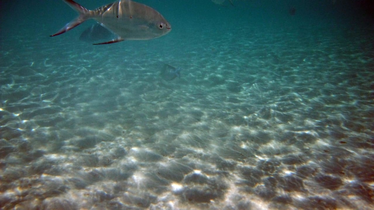 Großer Fisch Summer Island Maldives