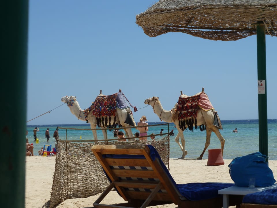 Kamele am Strand Hotel Gorgonia Beach Resort