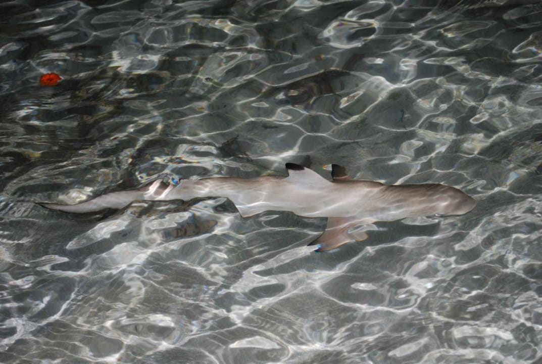 Blacktipreefshark Summer Island Maldives