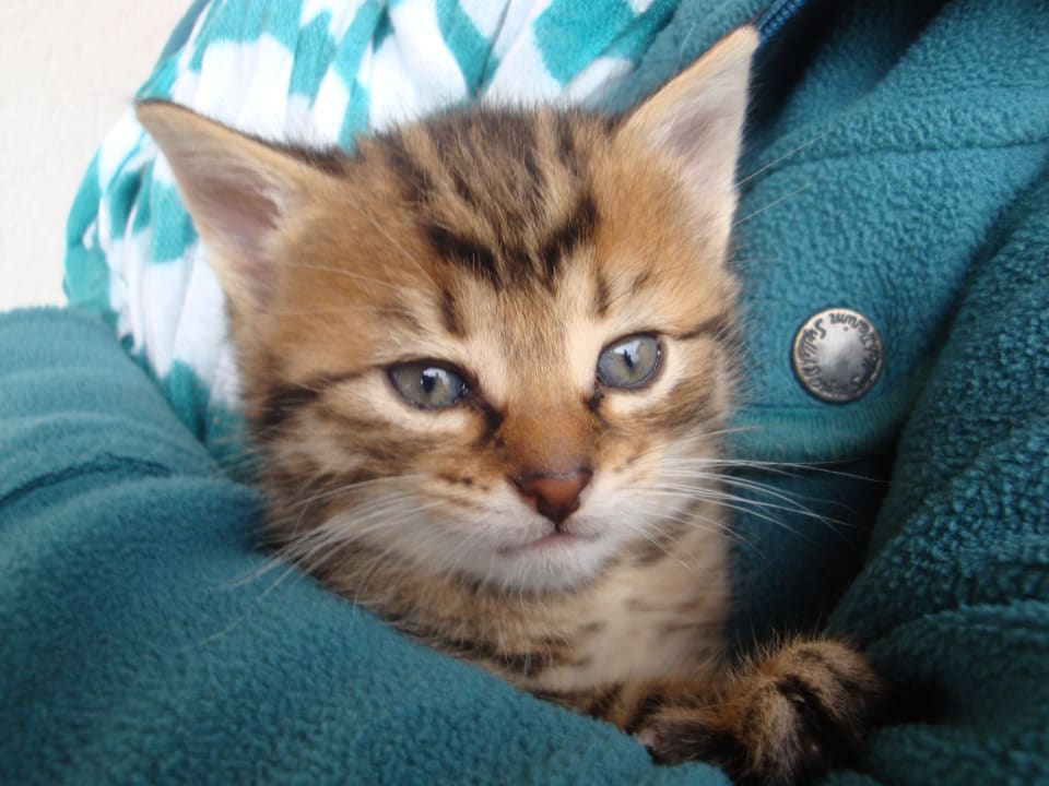 Katzenbaby auf dem Ottenhof Ottenhof Bergbauernpension