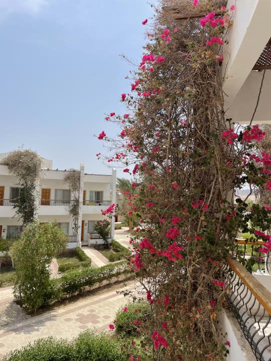 Außenansicht Menaville Safaga