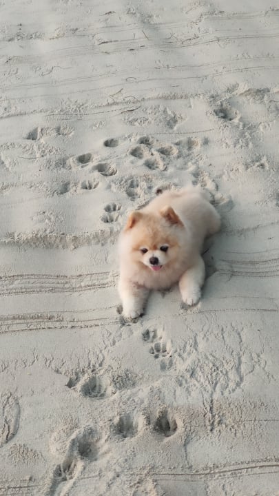 Strand Hotel Sans Souci Samui