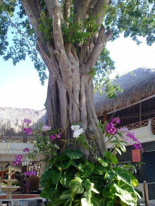 Baum mit Orchideen Hotel Viva Dominicus Beach by Wyndham - All Inclusive Resort