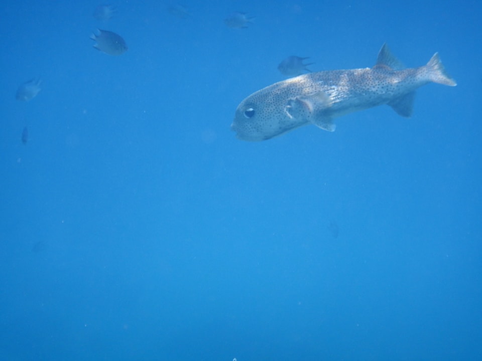 Sonstiges Makadi Spa - Adults only