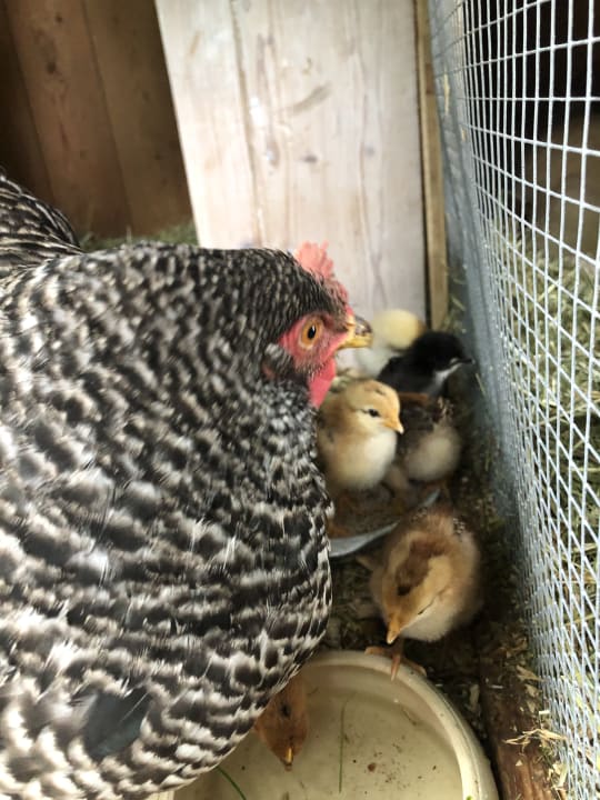 Sonstiges Landhotel Zerlaut