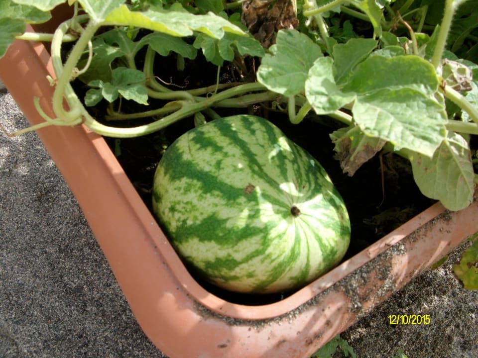 Blumenkasten mit Melone Hotel Club Paradiso