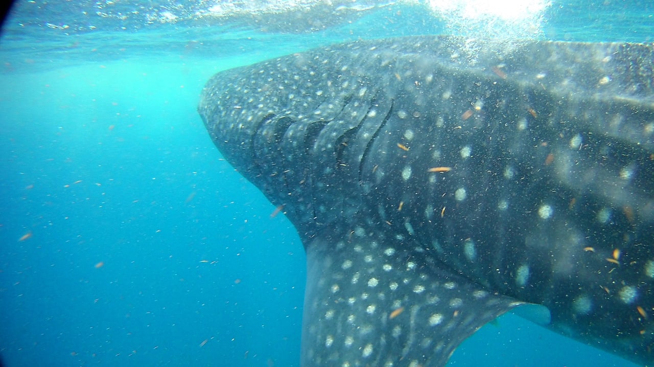 Sport & Freizeit Grand Riviera Princess All Suites & Spa Resort