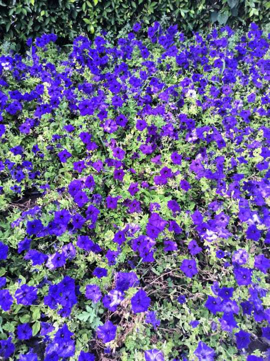 Gartenanlage Can Garden Beach