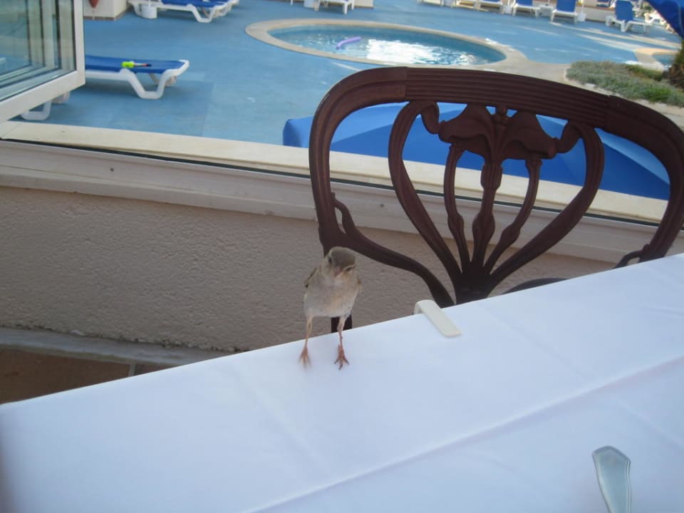 Unser Besucher Parque Nereida Suites Hotel