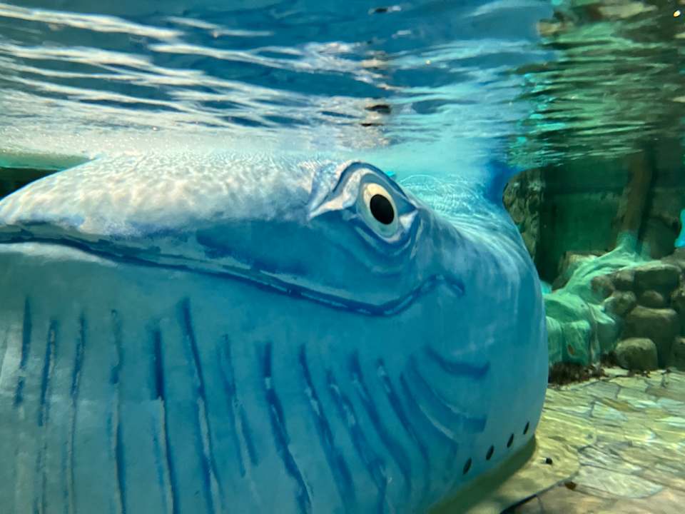 Pool Center Parcs De Kempervennen