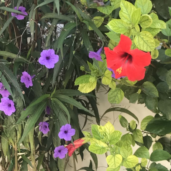 Gartenanlage Dogan Paradise Beach