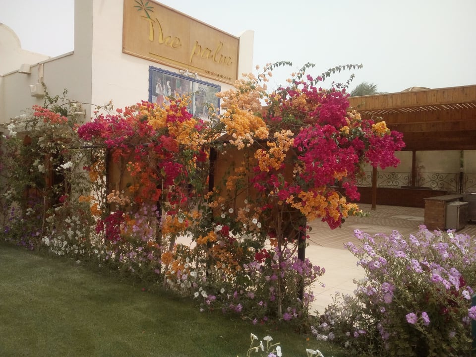 Restaurant Desert Rose