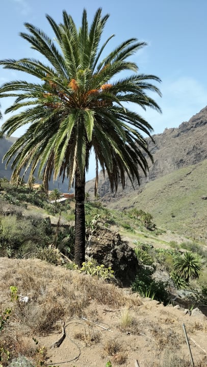 Gartenanlage Be Live Tenerife - Adults only