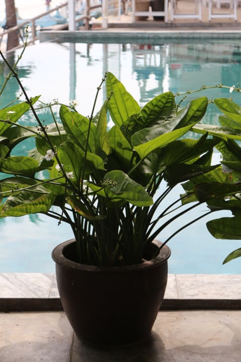 Pool Laksasubha Hua Hin