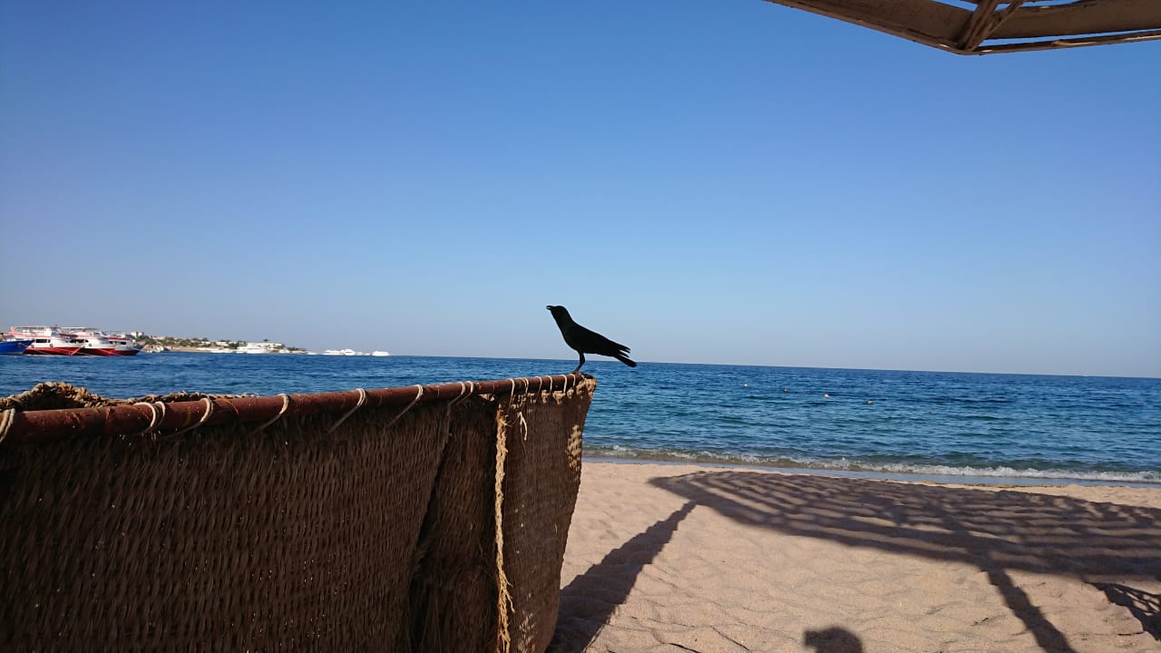 Strand Menaville Safaga