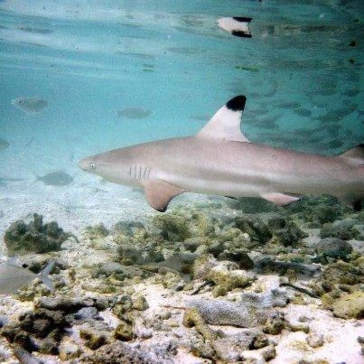 Der war ganz brav Kuredu Island Resort & Spa