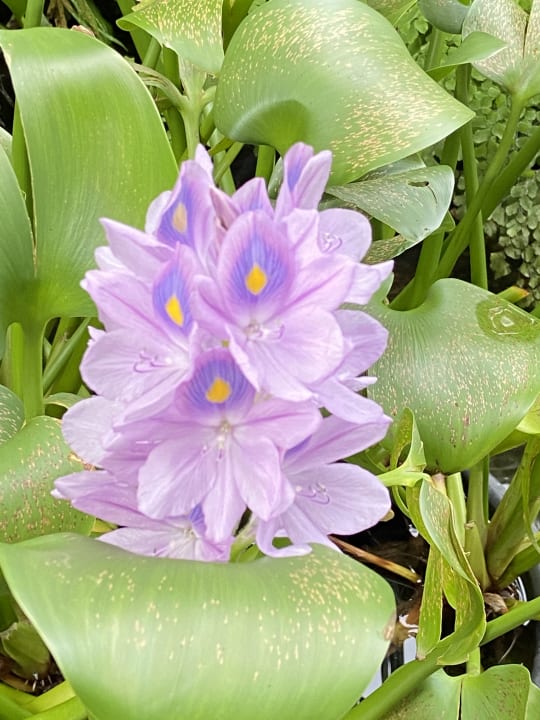 Gartenanlage Ayubowan Swiss Lanka Bungalow Resort