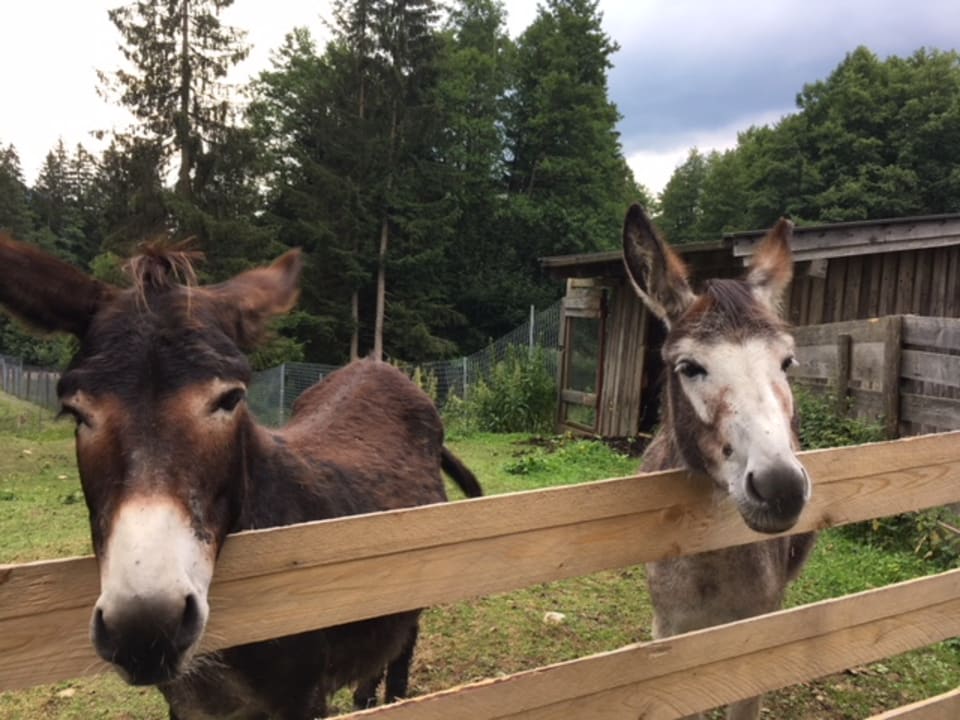 Gartenanlage Hotel Chalets Grosslehen