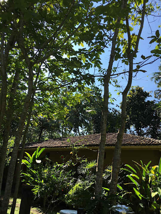 Schöne Vegetation Hotel Tisara Villas