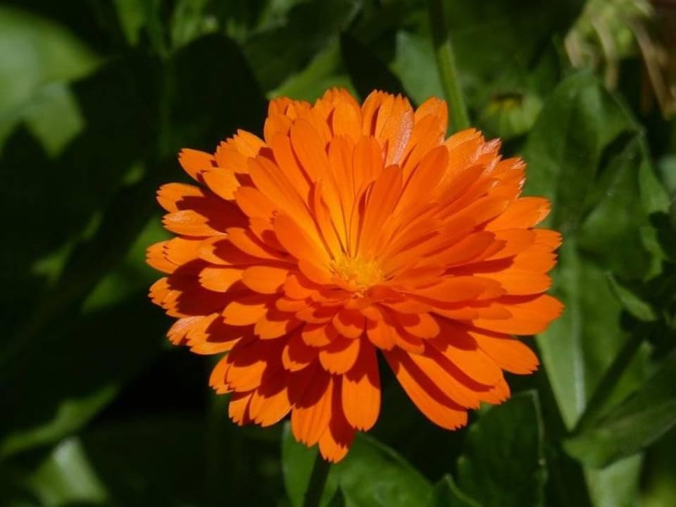 Pflanzen im April Sunis Kumköy Beach Resort Hotel & Spa