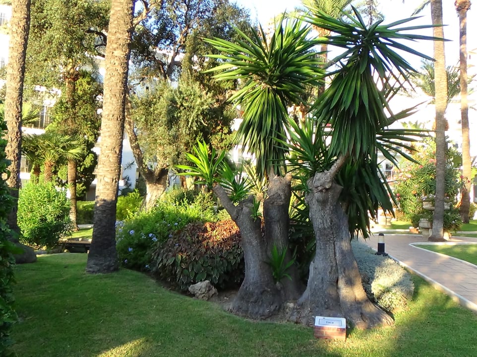 Gartenanlage Hotel Best Siroco