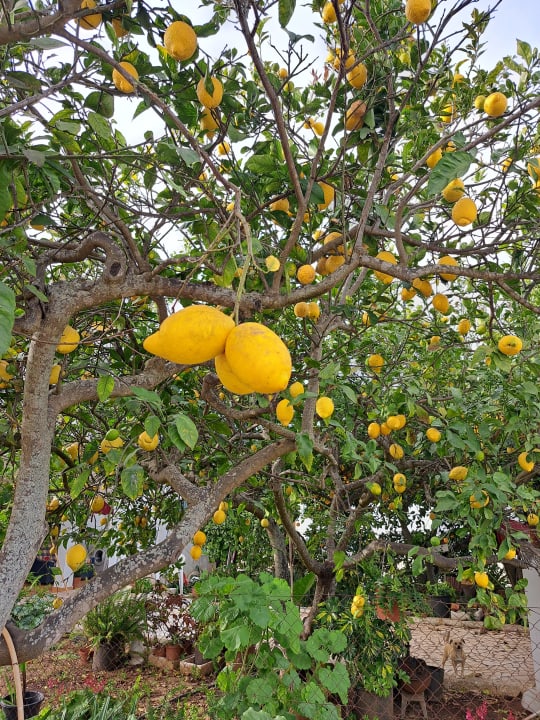 Gartenanlage ROBINSON QUINTA DA RIA