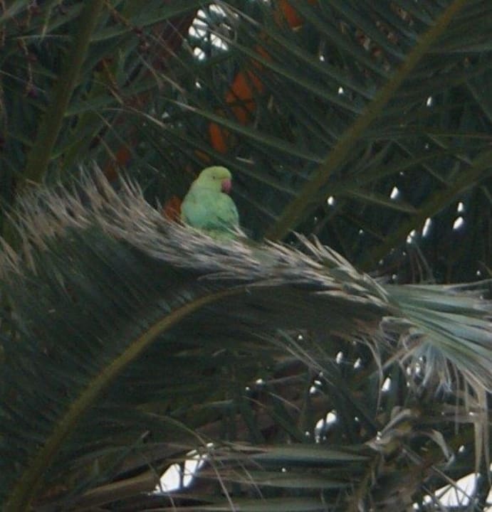 Papageien in der Hotelanlage Barcarola Club