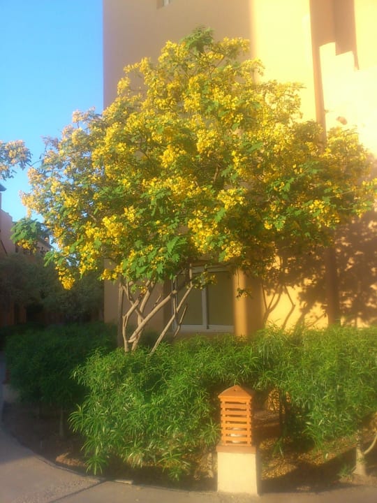 Красивое дерево Stella Beach Resort & Spa Makadi Bay