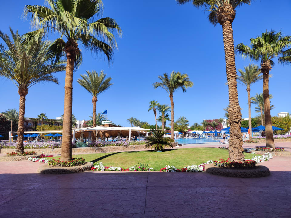 Gartenanlage Desert Rose