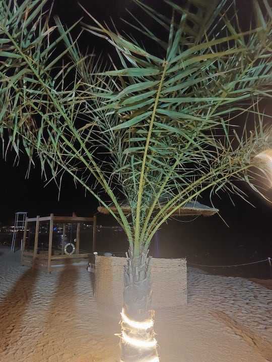 Strand Coral Sun Beach