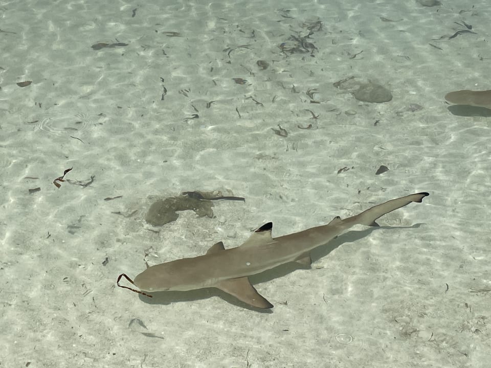 Sonstiges Annama Lodge and Dive