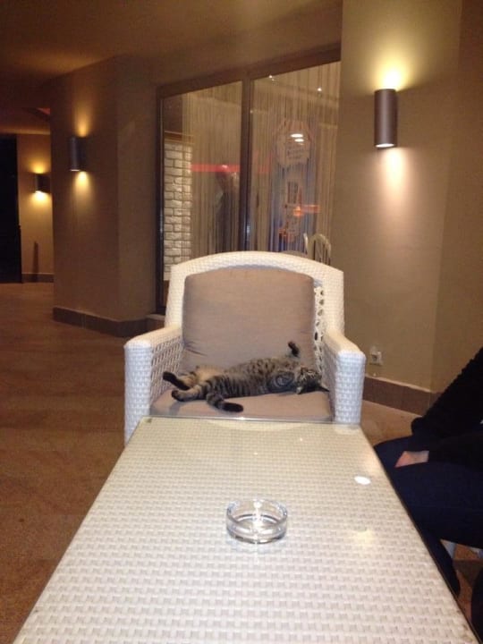 Katze im Glück Limak Lara Deluxe Hotel & Resort