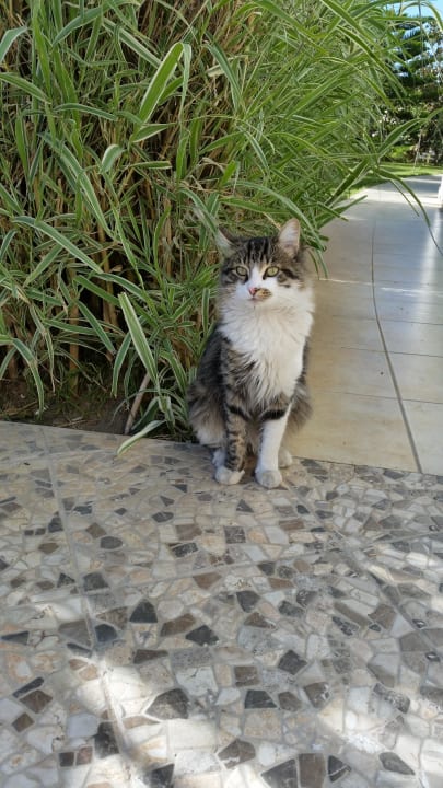Katze Hotel Delphin Imperial