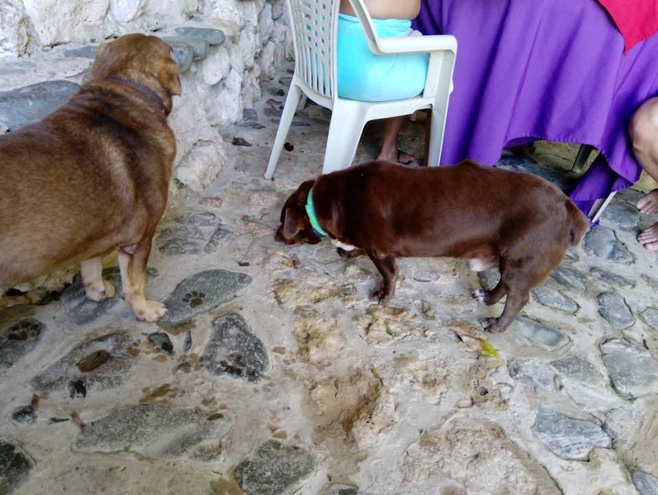 Sonstiges B&B Paraiso Caño Hondo