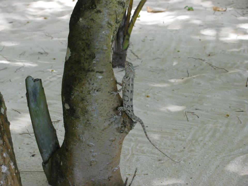 Gecko Kuramathi Maldives