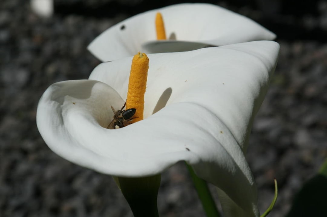 Blumen überall Finca La Dichosa