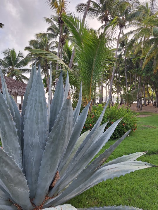 Außenansicht Playabachata Hotel