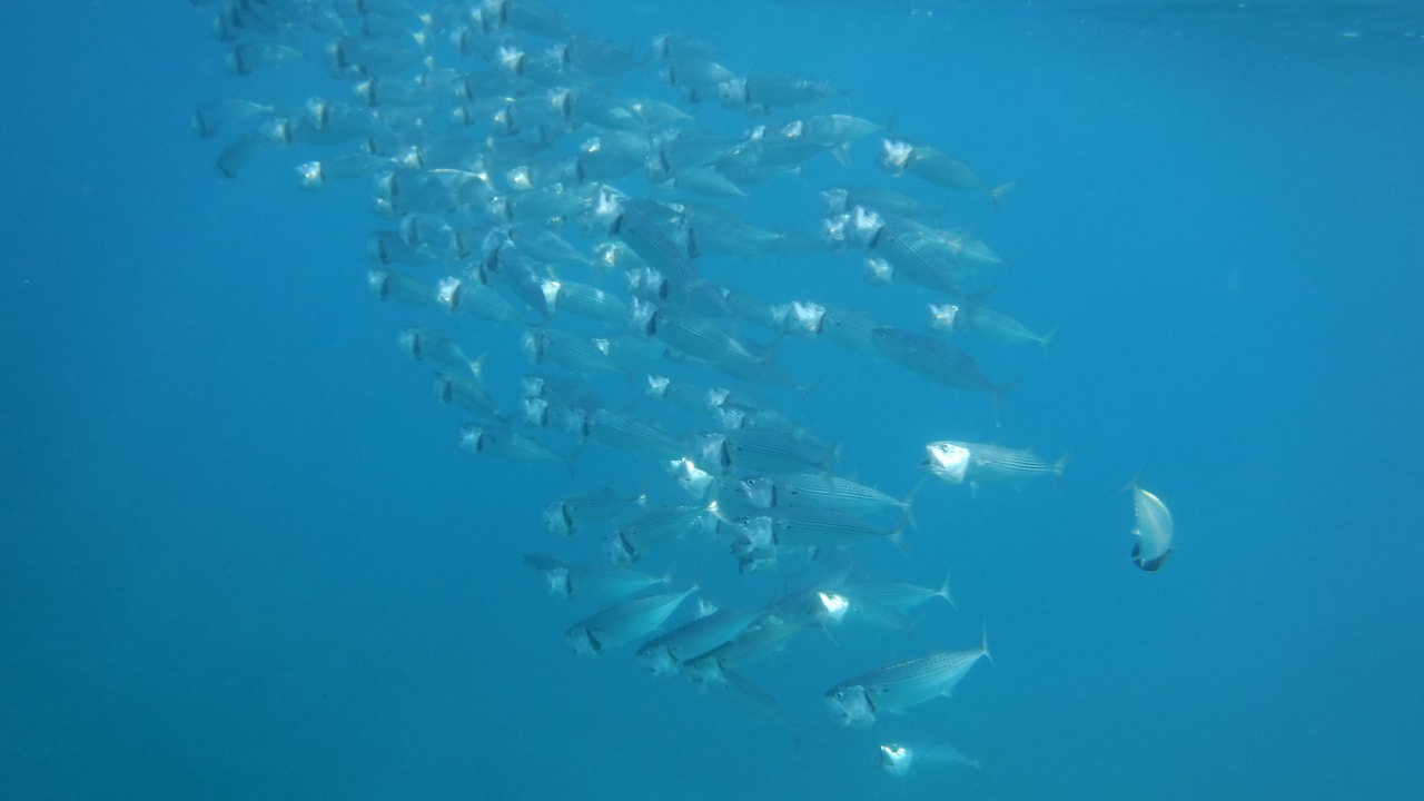 Sport & Freizeit Malikia Resort Abu Dabbab