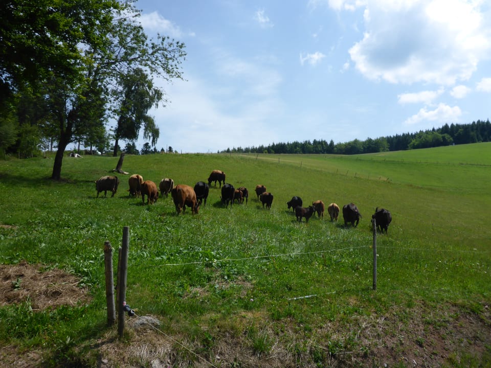 Ausblick Naturferien Hilserhof